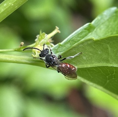 Sphecodes ranunculi