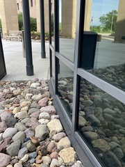 Cardellina canadensis