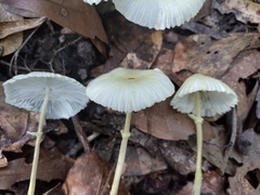 Leucocoprinus fragilissimus image