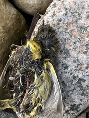 Cardellina canadensis