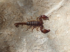 Euscorpius tergestinus