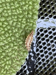 Chrysoperla