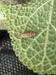 Chrysoperla