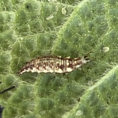 Chrysoperla