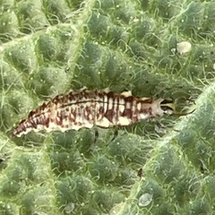 Chrysoperla