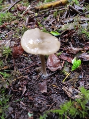 Entoloma holoconiotum