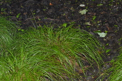 Carex bromoides