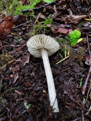 Entoloma holoconiotum