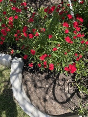 Glandularia peruviana