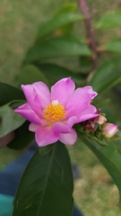 Pereskia