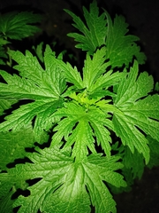 Leonurus quinquelobatus