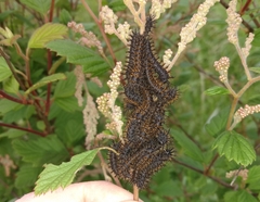 Hemileuca eglanterina