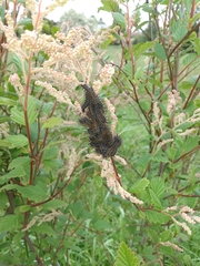 Hemileuca eglanterina