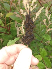 Hemileuca eglanterina