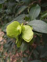 Callaeum psilophyllum