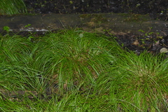 Carex bromoides