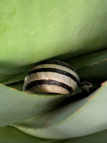 Chiocciola fasciata mediterranea