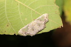 Proutoscia fenestraria
