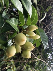 Maripa panamensis