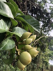 Maripa panamensis