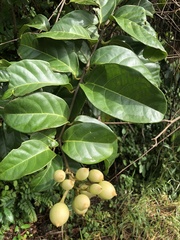 Maripa panamensis