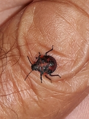 Cosmopepla lintneriana