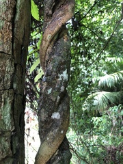 Maripa panamensis