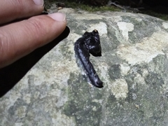 Mustela putorius