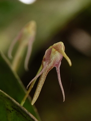 Pleurothallis tetragona