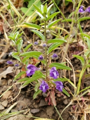 Scutellaria angustifolia