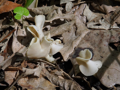 Helvella stevensii