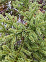 Arceuthobium pusillum