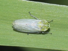 Graphocraerus ventralis