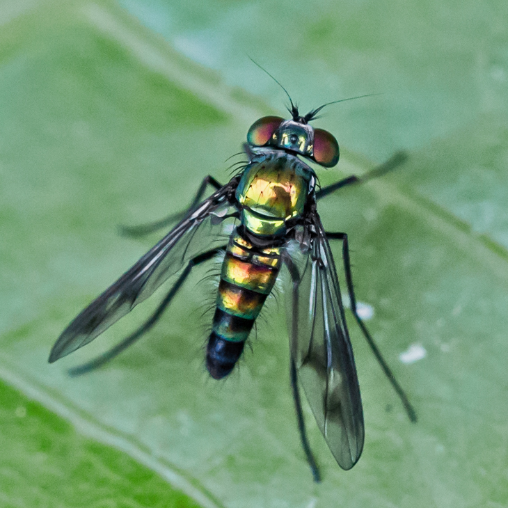 Condylostylus patibulatus