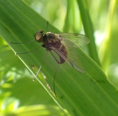 Chrysopilus cristatus