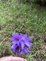 Dichelostemma congestum