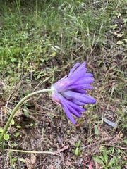 Dichelostemma congestum