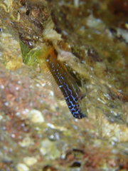 Microlipophrys nigriceps