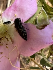 Acmaeodera connexa