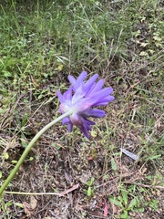 Dichelostemma congestum
