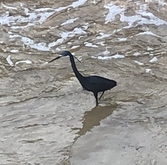 Egretta gularis
