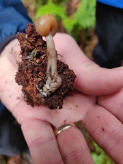 Cudonia circinans