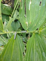 Phymatocera aterrima