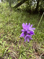 Dichelostemma congestum