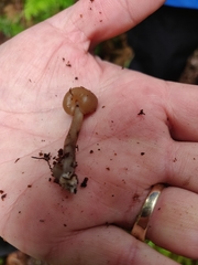 Cudonia circinans