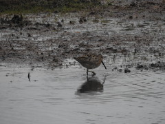 Limnodromus griseus caurinus