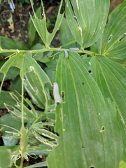 Phymatocera aterrima