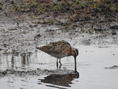 Limnodromus griseus caurinus