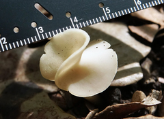 Helvella stevensii