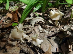 Helvella stevensii